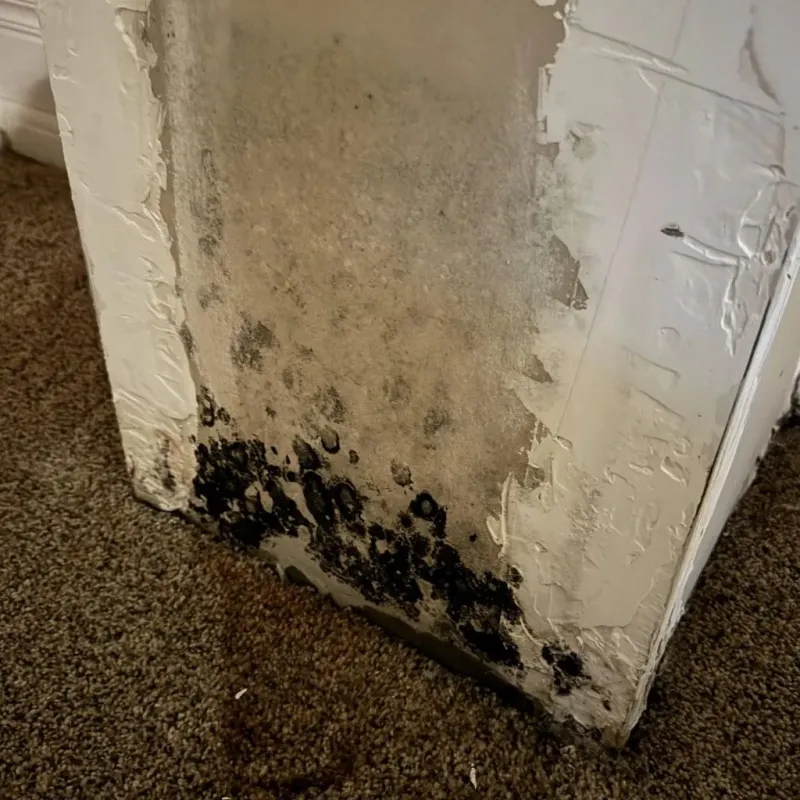 Professional Mold Removal in Perryopolis, PA